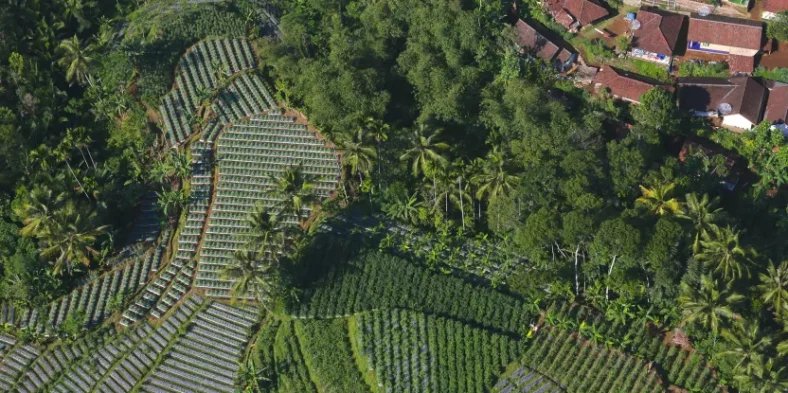 Kehutanan Inovasi Teknologi pada Sektor Kehutanan