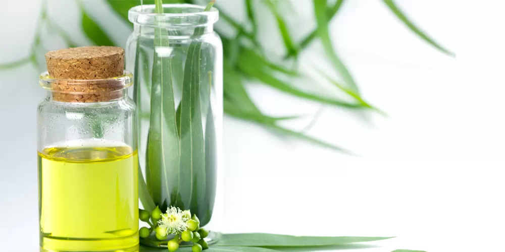 6 Manfaat Minyak Kayu Putih untuk Kesehatan