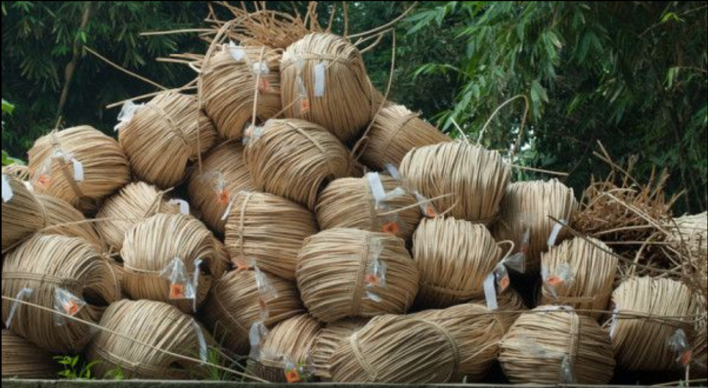 Potensi Hasil Hutan Bukan Kayu untuk Pembangunan Berkelanjutan